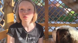 Выбор ошейника для собаки / ОШЕЙНИК - ПОЛУУДАВКА / HAUL