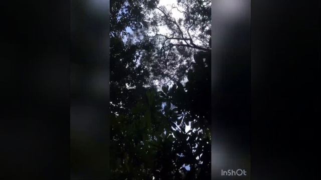 Пакая Самирия - что это? смотреть онлайн