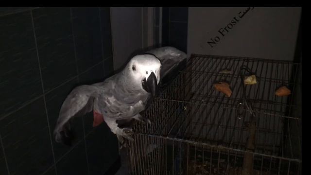 A bird has been stolen logan paul