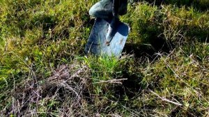 Коп с МТ- 705 и первое СЕРЕБРО !!!!