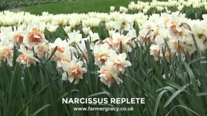 Narcissus 'Replete' - FarmerGracy.co.uk