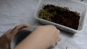 КЛАДКИ У СЛИЗНЕЙ? / Как инкубировать? В чем отличие от инкубации улиток?