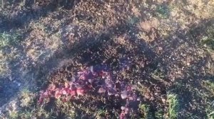 Пересадка туи брабант