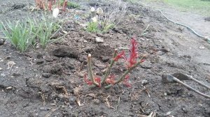 Весеннее удобрение для Пионов и Роз