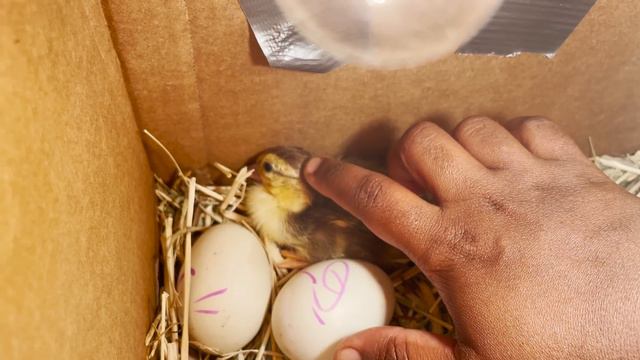 Hatching Duck Eggs in Tamil | Homemade Incubator for Duck Eggs in Tamil смотреть онлайн