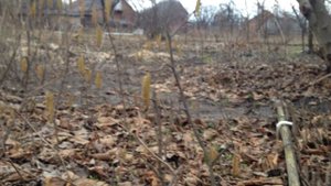 Фундук. Опылители, кто когда начинает опыление.