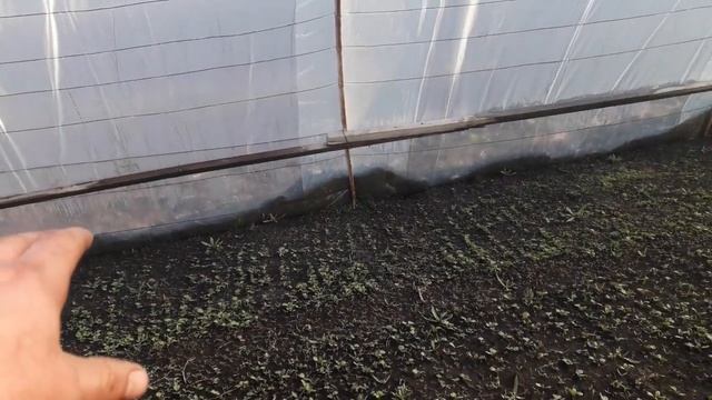 ТРИ СПОСОБА ПОСЕВА РЕДИСА.РЕАЛЬНЫЙ ПЕРИОД ВЕГЕТАЦИИ. смотреть онлайн