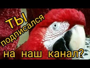 Весёлое трио-Зелёный, Красный и... и Лежачий.Драка попугаев. Гиацинтовый Ара.Какаду.Попугай лежит