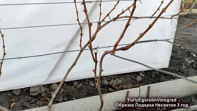 🍇 Обрезка и формировка  3х летнего куста винограда. Какой урожай можно получить. Подарок Несветая.