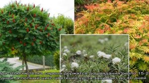 Кустарники с белыми цветами, розовыми, желтыми цветами