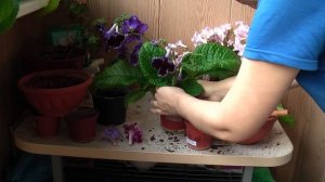Перевалка стрептокарпуса. Цветущие фиалки