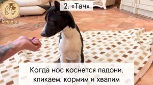 Дрессировка собак. Воспитание щенка. Приучение к кликеру