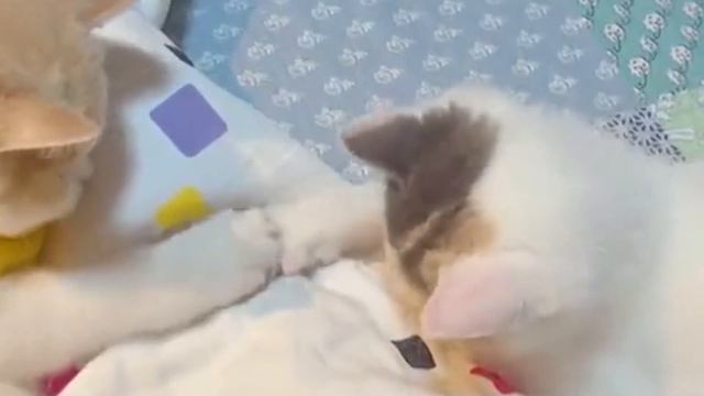 Смешные животные 😺 Забавные животные  🦝 Самые смешные кошки и собаки 🐶TikTok compilation 🦊 2021