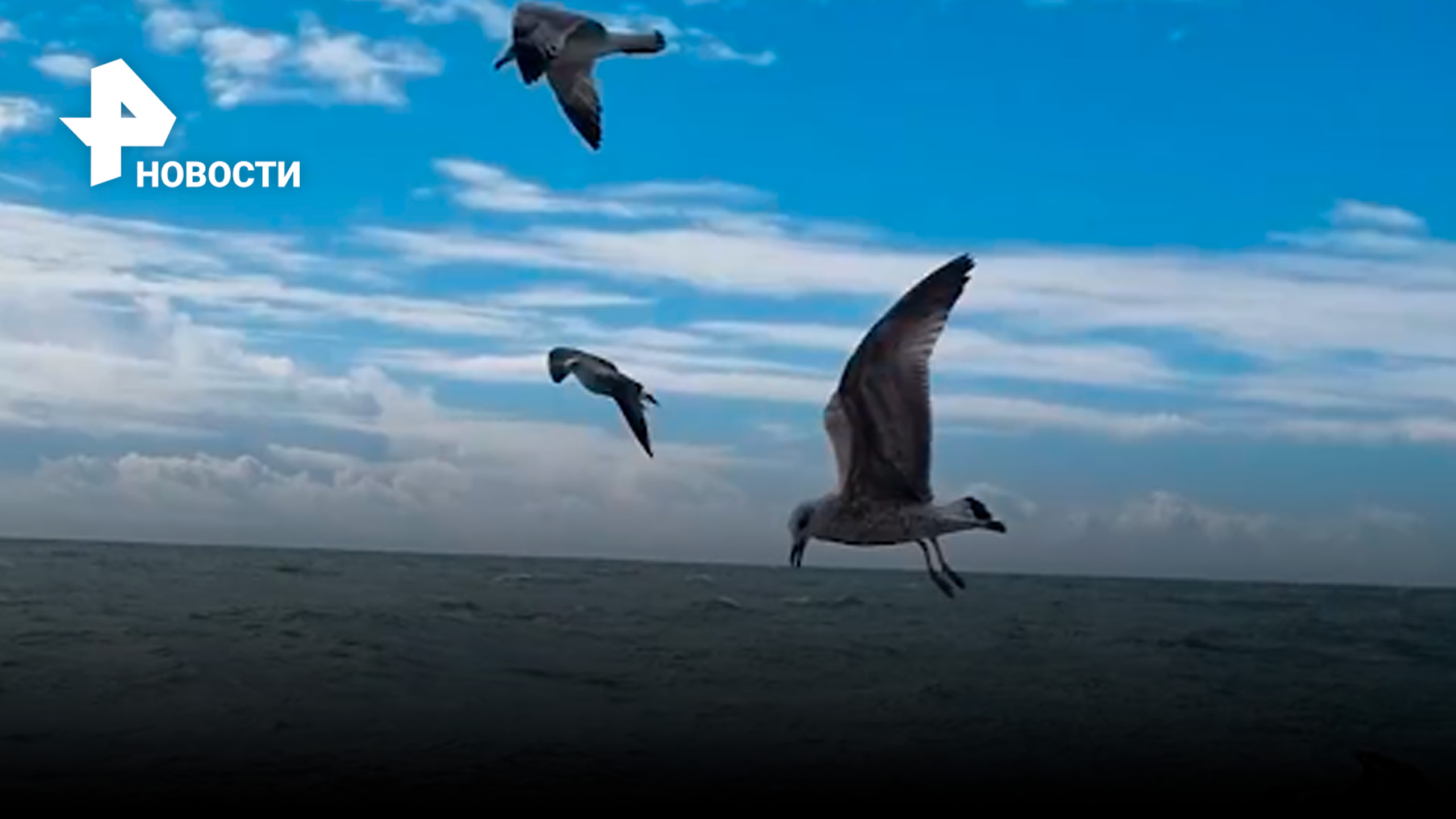 Чайки летят назад: ветер в Сочи уносит птиц в обратную сторону / РЕН Новости