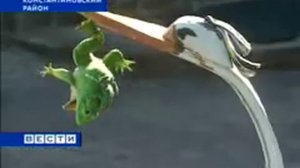 Птицы из автомобильных шин