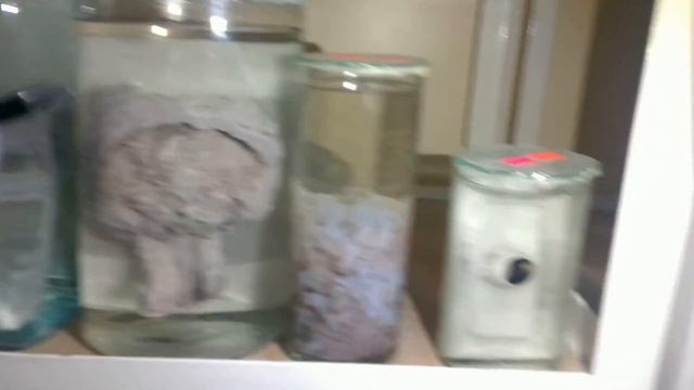 pathanatomy macropreparate смотреть онлайн