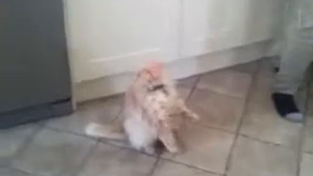 Кот vs ветчина смотреть онлайн