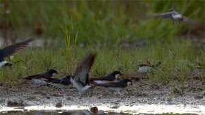 Городская ласточка (Delichon urbicum) - Common house martin | Film Studio Aves