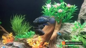 Цихлазома биоцелатум ( пчелка )