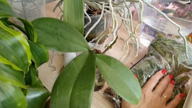 Орхидеи во мхе  весенне- летне- осенние- заказы. Живы ли и что дальше.