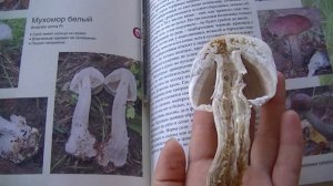 Определение грибов. Как определить съедобный или нет.