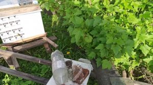 Вывод семьи из роевого состояния на пасеке. Искусственное роение пчел или Налет на матку в улье