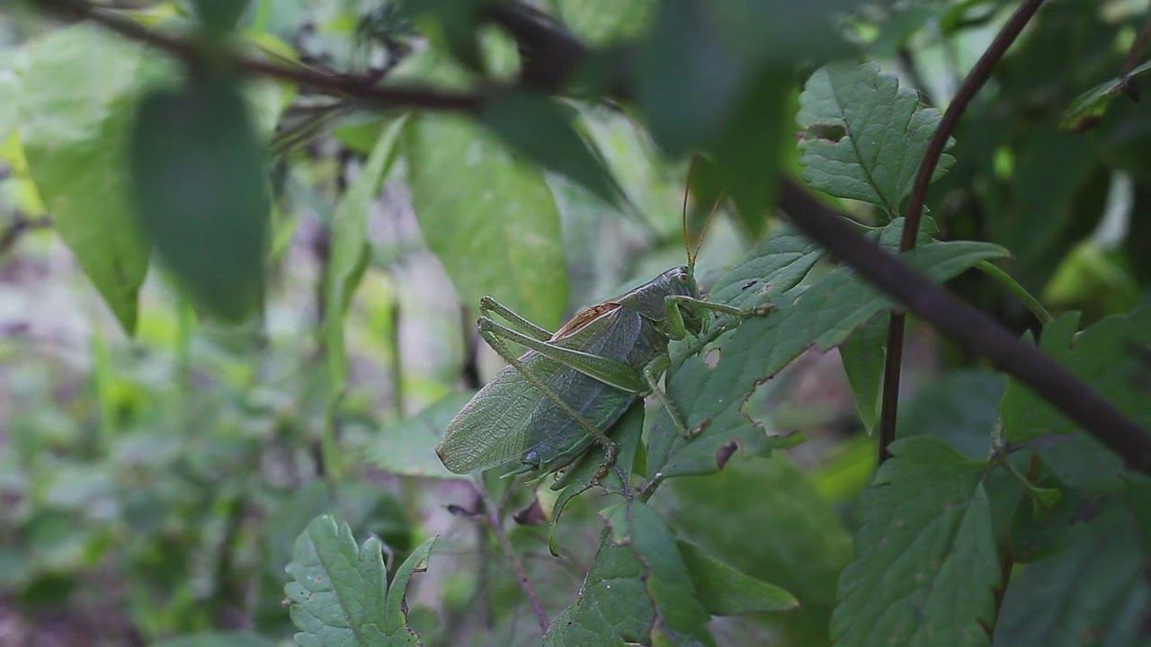Кузнечики на пасеке. смотреть онлайн