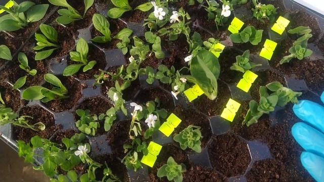 ОБЕЩАННОЕ ВИДЕО ОБЗОР,ПЕТУНИЯ ЧЕРЕНКИ ...,И САМЫЙ ЛУЧШИЙ СПОСОБ,их укоренить