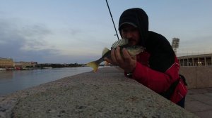 #447 #StreetFishing | На поиски окуней |