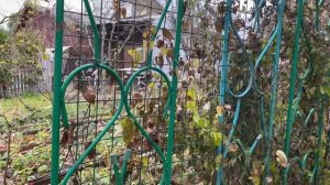 Длинное видео про покупные опоры для роз и клематисов. 03.11.2023 #розы_в_Подмосковье #опоры_арки