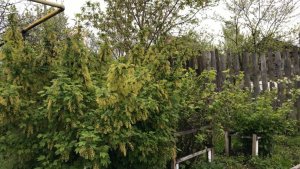 Подкормка лука.mp4