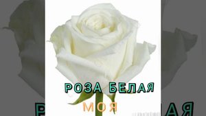 Роза белая моя(Игорь КИБИРЕВ)