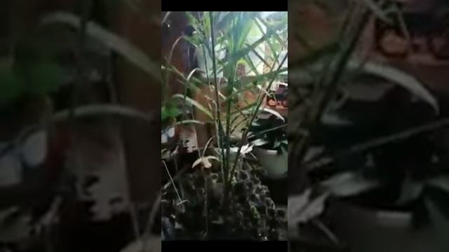 Комнатные цветы в зимнем саду от"А-до Я (10.01.2021г.) смотреть онлайн