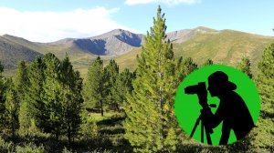 Звучание сибирской тайги / Расслабляющие звуки природы для отдыха и снятия стресса