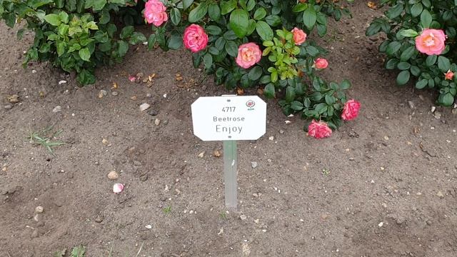 Розы Кордес август часть 5. смотреть онлайн