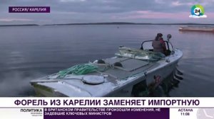 Форель из Карелии заменяет импортную