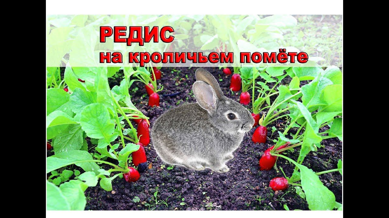 Редис на кроличьем помёте. От посева до урожая.