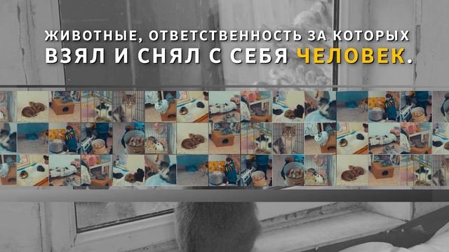 Единственный в Семее приют для животных. Взгляд изнутри. смотреть онлайн