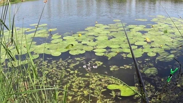 Рыбалка на маховую удочку на реке Есиль/Ишим! ?Сосед обловил меня на донки! смотреть онлайн