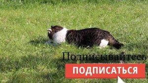 Мужской свитшот из футера. Шью сама. Бесплатная выкройка в описании. DIY sweatshirt