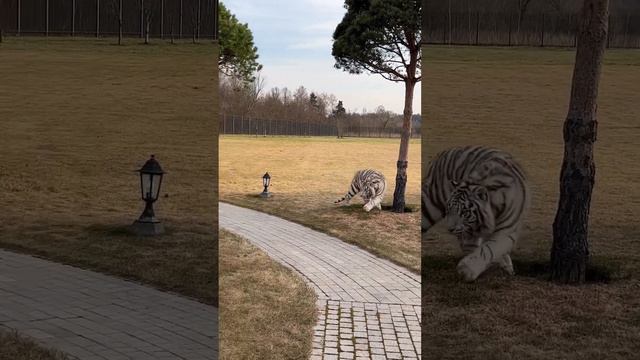 Белый тигр и алабай