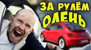 Случай на дороге, МГНОВЕННАЯ КАРМА, ЗА РУЛЁМ ОЛЕНЬ, автоприколы