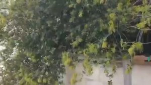 Мамврийский дуб зацвел/Есть предание,что конец света не наступит до тех пор,пока жив/Мамврийский ду