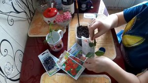 Черенкование парковой розы из магазина зимой. #черенкование,#черенкованиероз,#черенкованиероздома.