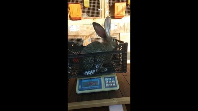 Фландр: 3 месяца — 4,8 кг смотреть онлайн