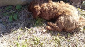 Я ЗАВЕЛ ЩЕНКА!!! Встречаю моего щенка Мини Голдендудла. I got a mini Goldendoodle puppy!