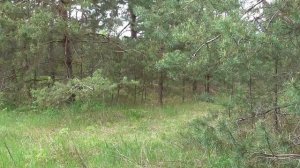 Сказки весеннего леса.Tales of the spring forest.