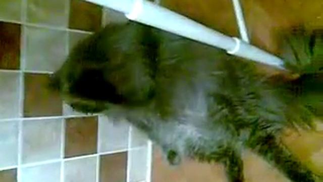 Кот великан смотреть онлайн