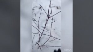 охота на козу, самая гуманная ловушка на козу не для слабонервных, смотреть до конца
