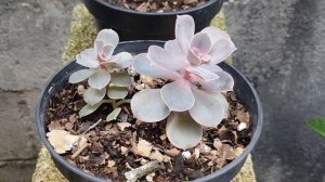 Echeveria Perla Purpura Cuidados, Echeveria Purple Pearl Care    THIS VIDEO HAS SUBTITLES